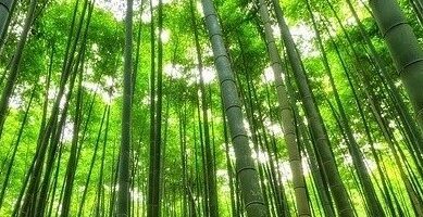 Bosc de bambú miniatura