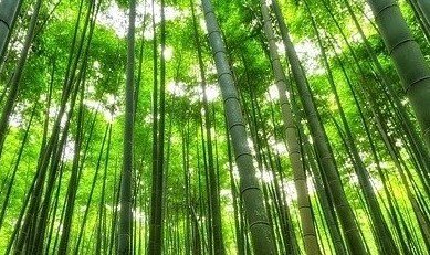 De Bambú, la web de informació de referència.