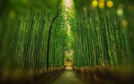 kyoto camí de bambú